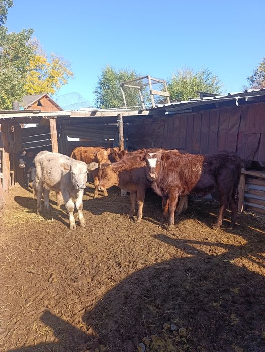 Продам бычки подсосных