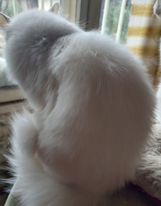 Персийска чинчила, 5 мес, снежно бяла