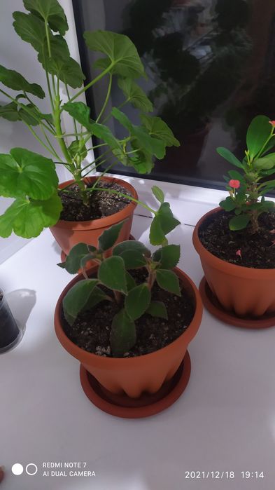 Продам Комнатные цветы