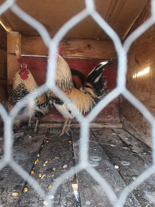 Schimb 2 cocoși pitici și 2 găinuși pe 3 puicuțe sau 3 găini