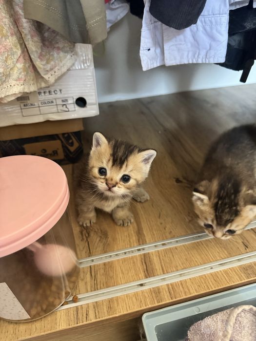 Продаются котята, смесь британской фолд и шиншиллы