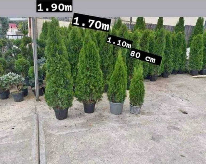 Photinia Red Robin: vedeta grădinilor moderne
