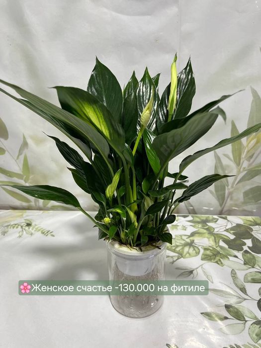 Хойя, Гузмания, Калатея Антуриум и др