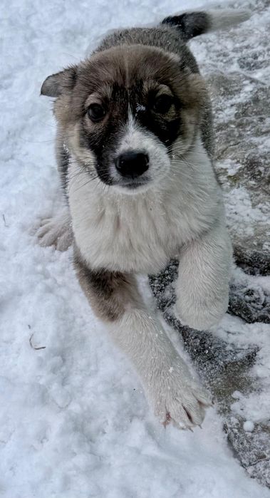 Отдам щенков  3 месяца