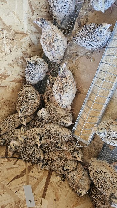 Prepelite jumbo de vanzare
