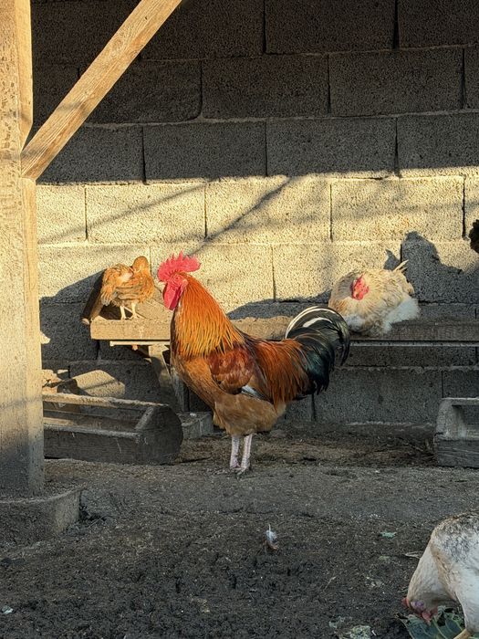 Млади домашни петли