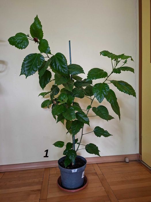 Продавам итайска роза