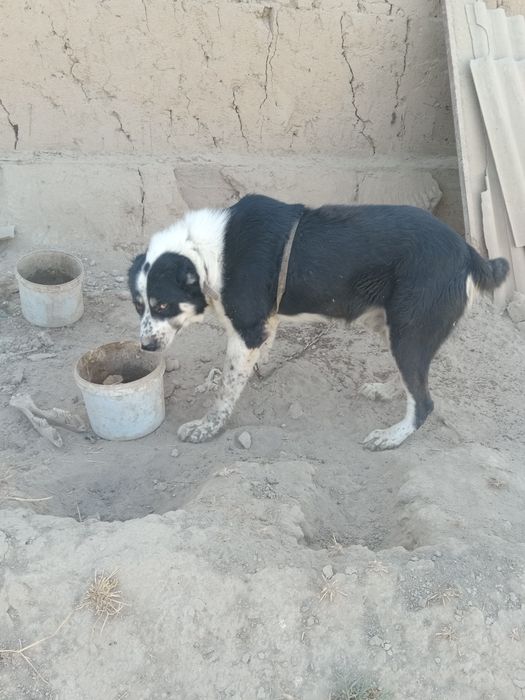 Емланган бр ой кафолати билан