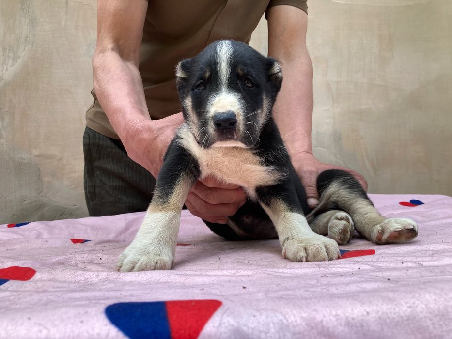 Щенок Туркменского Алабая ( чистокровный )