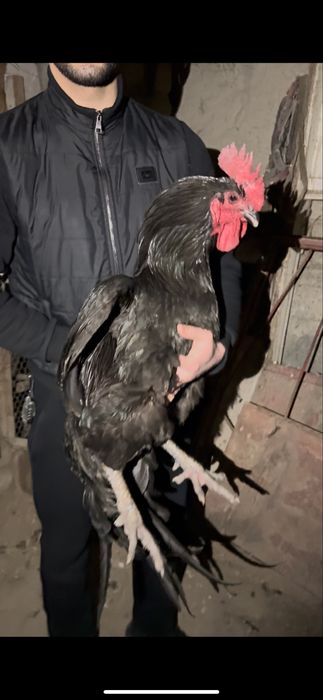 Qora shaxzoda tovuqlar sotiladi