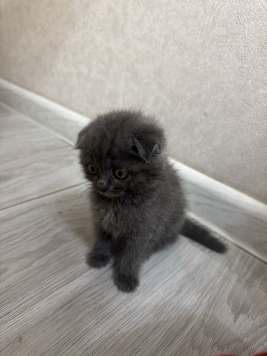 котенок породистый