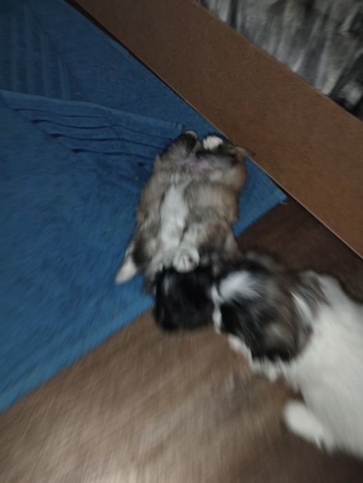 Открыта бронь на щенков пекинеса