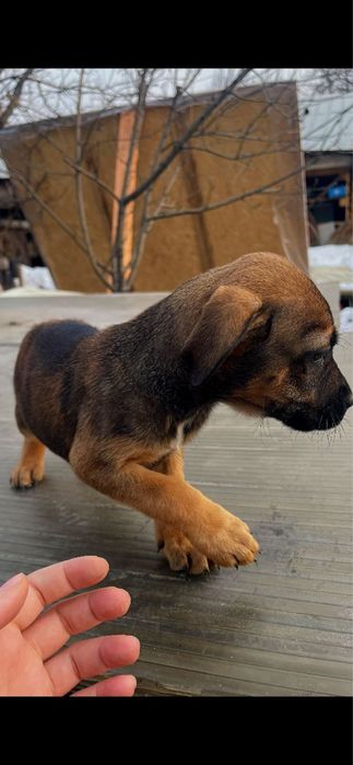 Отдам щенка в добрые руки.