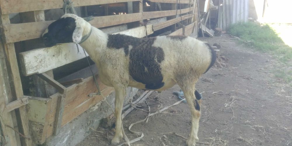 Акика ва эхсонлар учун Кучкорлар сотилади