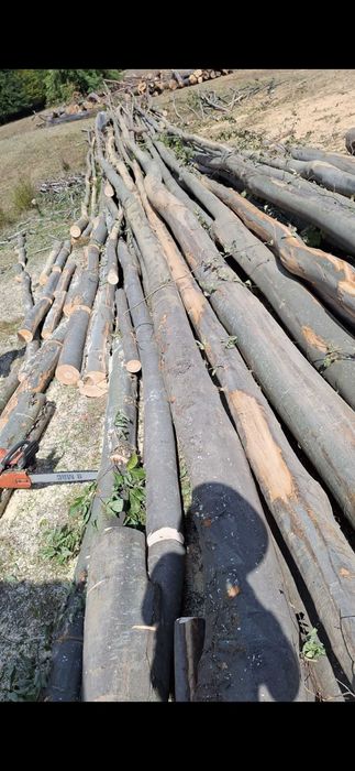 Vând Lemne aduc la domiciliul  orce dimensiune și orce esență.