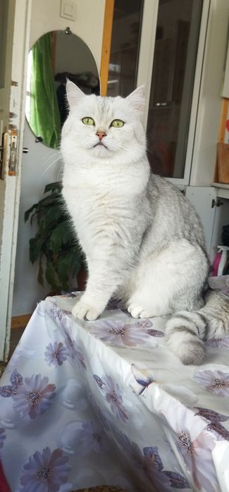 Mushukni juftlashtirish Вязка кота с кошкой