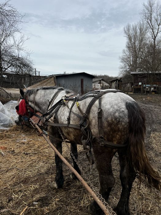 Vand armasar de 5 ani