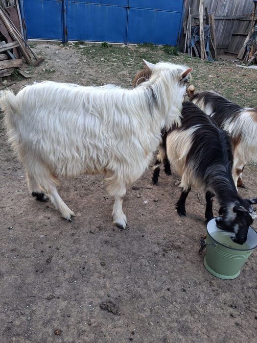 Țap adult de vânzare