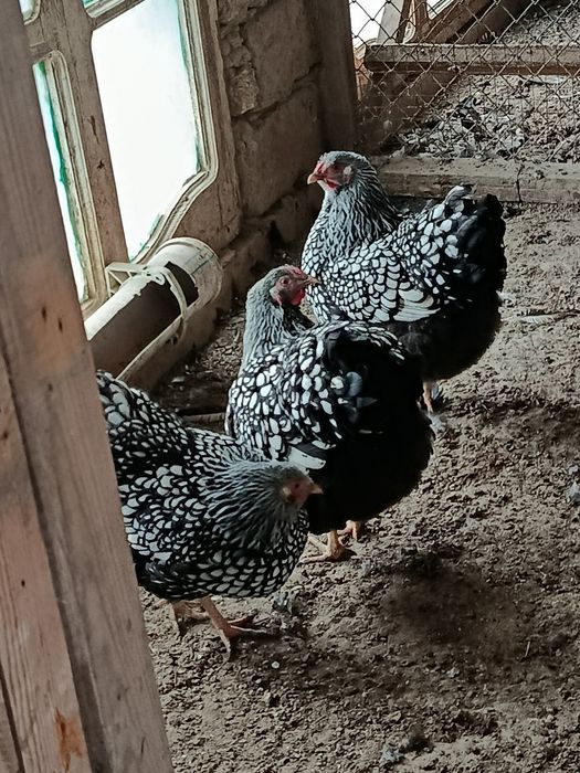 Куры Виандот Серебро