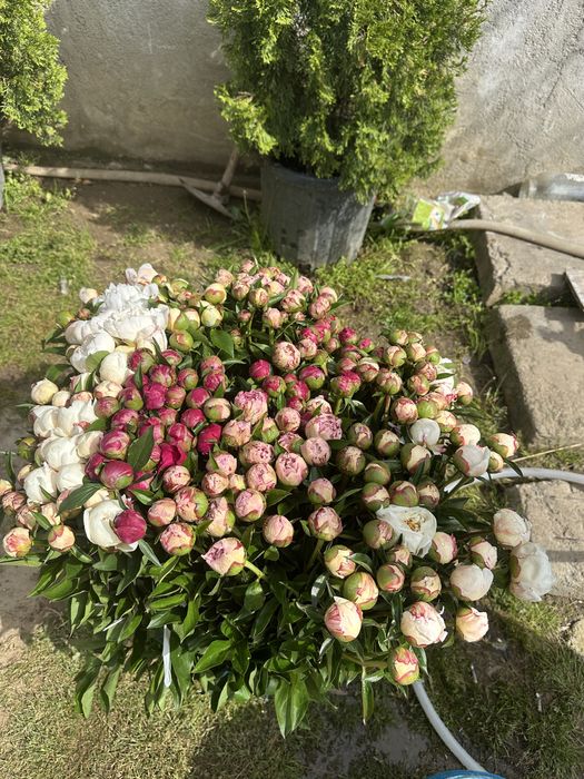 Bujori de gradina