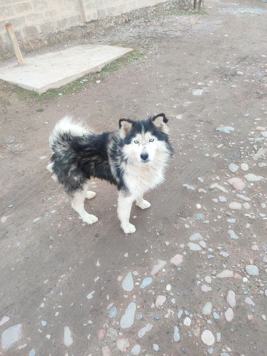 Кучук сотилади..