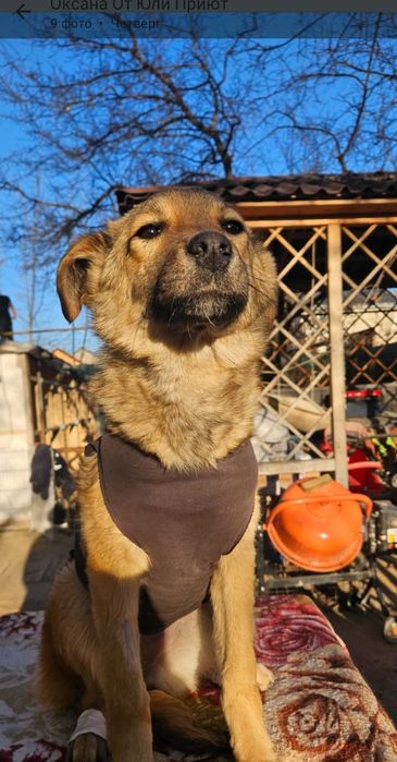 Отдадим щенков в хорошие руки