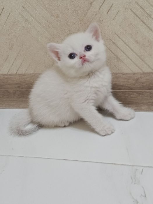 Продаётся котёнок британский