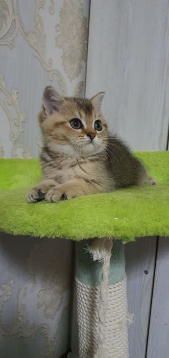 Скотиш страйт мраморная шиншила