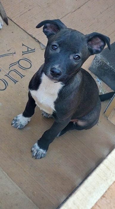 Щенок в поиске дома