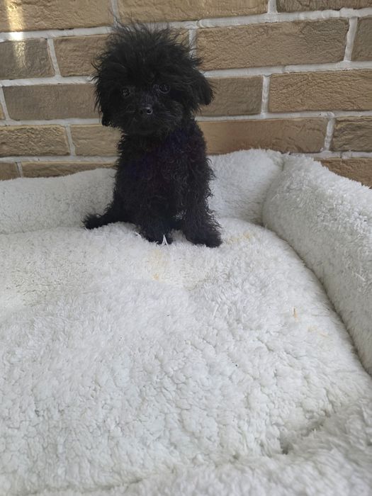 Пудел момче 8 месеца  19см