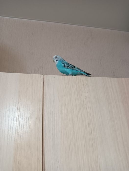 Попугай волнистый