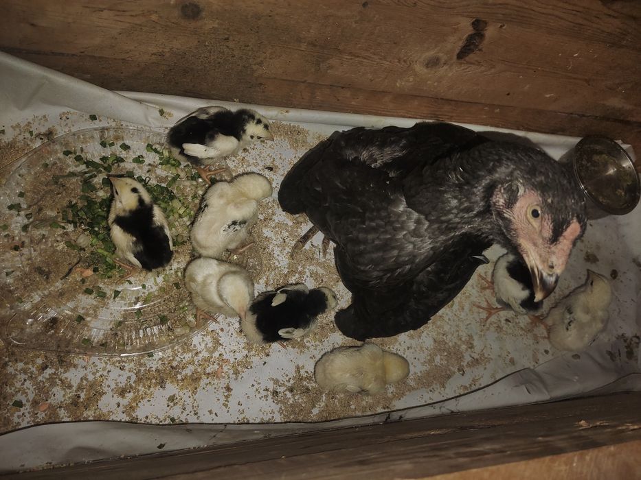 Бойцовый дакан балапандар сатылады