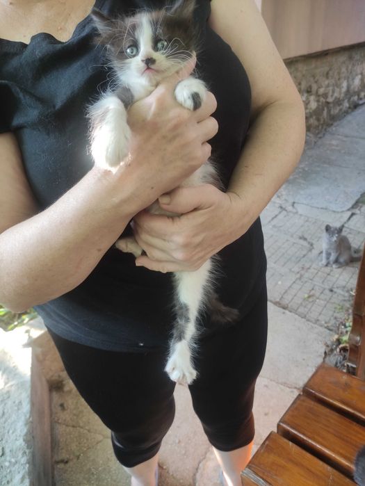Подарявам малки котета