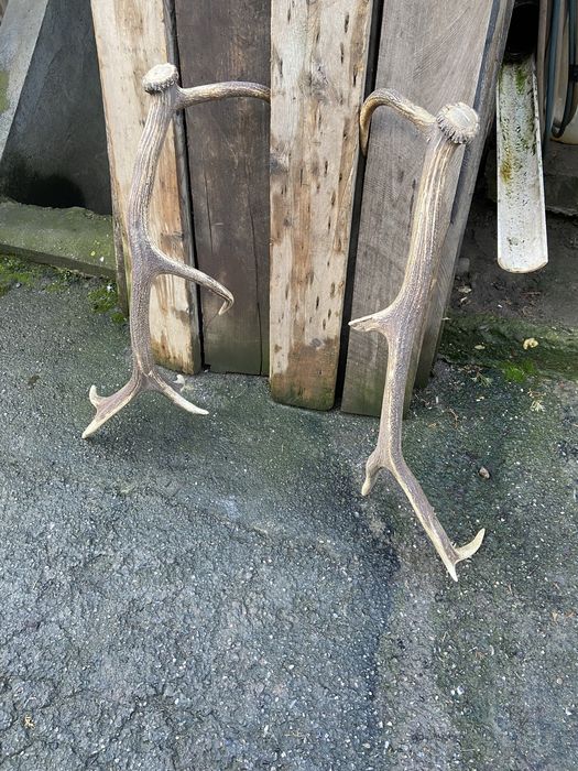 Vand 2 corne cerb ( pereche)