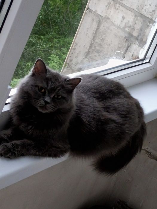 Котята скотиш страйт
