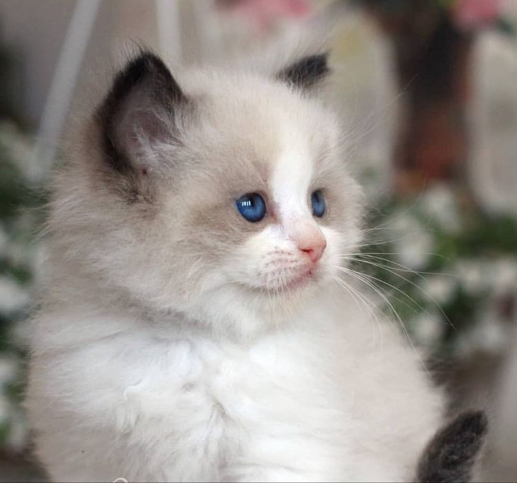 Рэгдолл Рэгдолл Рэгдолл!!!