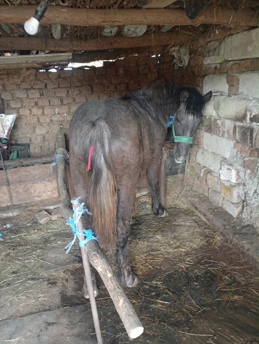 Vand manz din rasa buna