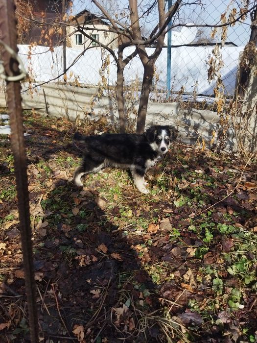 Очаровательная щенок-девочка ищет дом :)