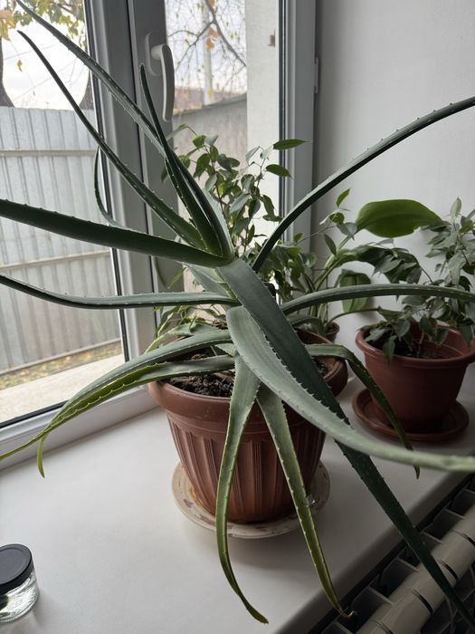 Многолетнее растение Алое