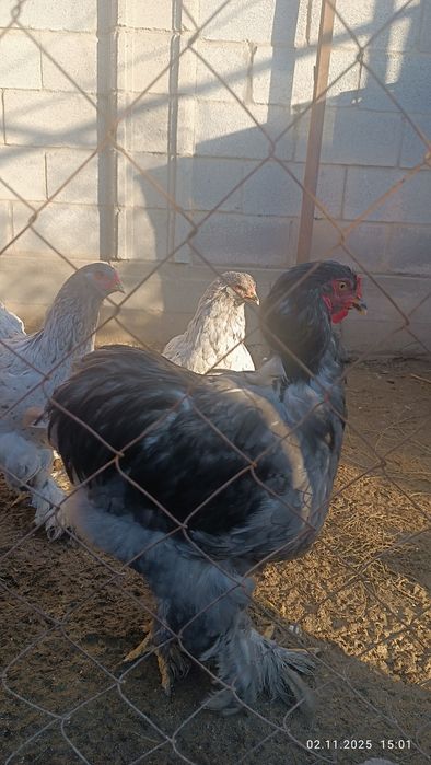 Продам куры брама семейка