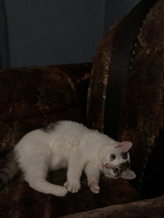 Чудесная кошечка