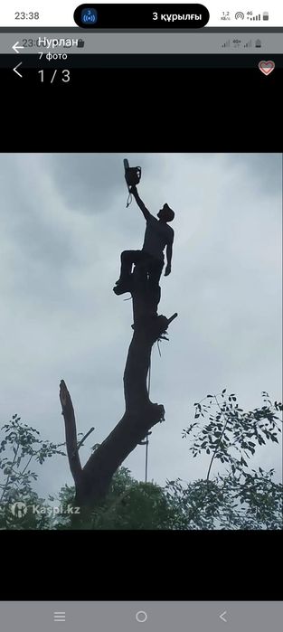 Спил деревьев,вывоз,выкарчёвка.