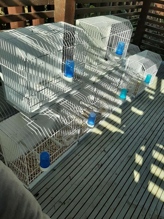 Colivii canari , indigene