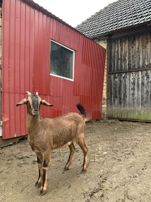 Vând doua capre gestante