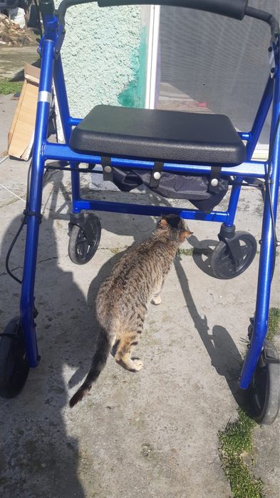 Carut 4 roti  dizabilitati