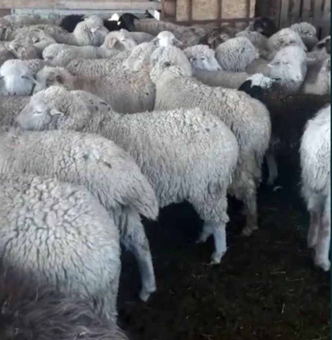 Кой Бараны токтушки продаётся 38000тысч