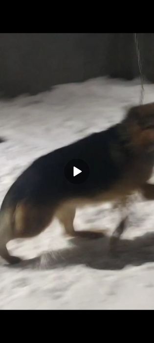 Щенки в продаже.