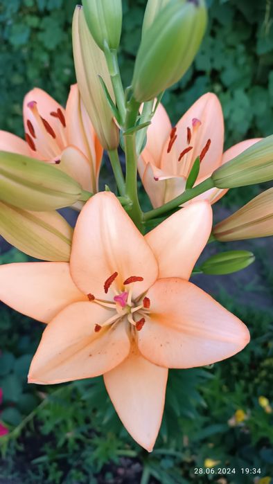 Продам многолетники