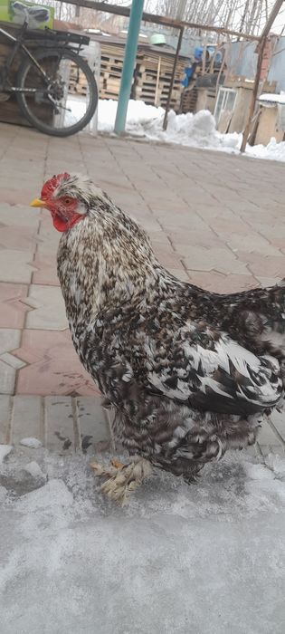 Продаём петушков