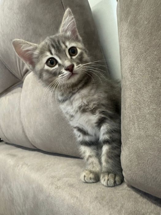 Отдам в хорошие руки.